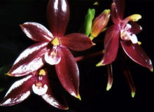 Load image into Gallery viewer, Orchid Seedling 50mm Pot Size - Phalaenopsis cornu-cervi var vini &#39;Wan-Kou&#39;  - Species
