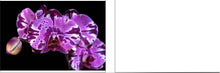 Load image into Gallery viewer, Flask - Phalaenopsis Phal Ruey Lih Queen &#39;Ruey Lih&#39;
