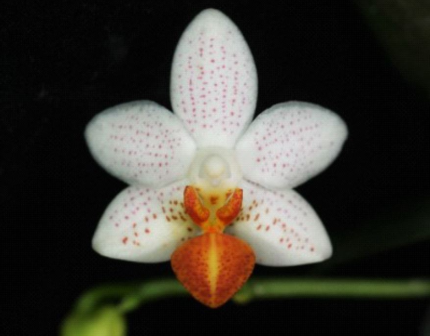 Orchid Seedling 50mm Pot Size - Phalaenopsis Mini Mark
