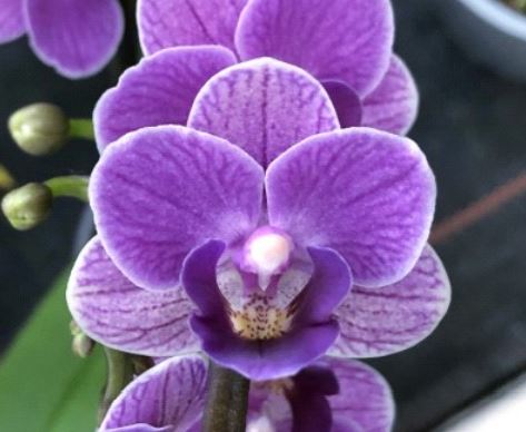 Orchid Seedling 50mm Pot Size - Phalaenopsis Sogo Vivien 'Smurf'