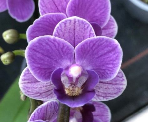Flask - Phalaenopsis Phal. Sogo Vivian ' Smurf ' (Special Indigo)