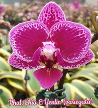 Load image into Gallery viewer, Flask - Phalaenopsis Chia - E Yenlin 'variegted'
