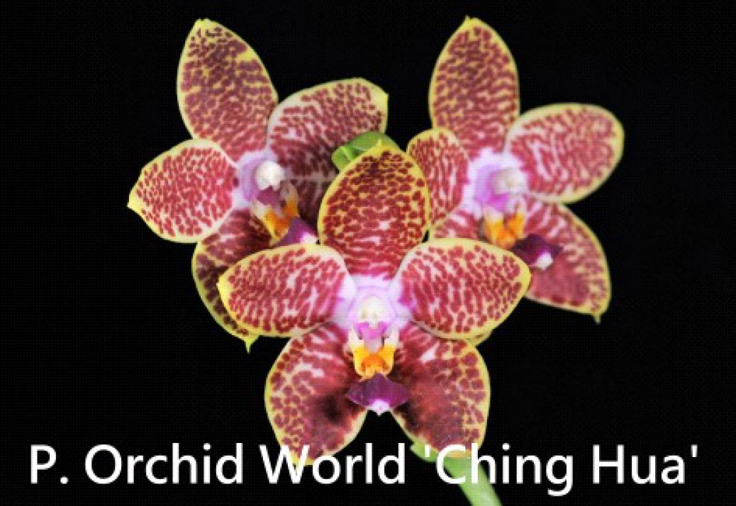 Flask - Phalaenopsis Orchid World 'Ching Hua'