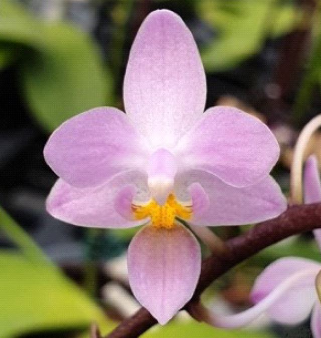 Flask - Phalaenopsis equestris rosea    species