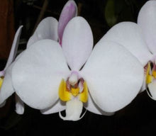 Load image into Gallery viewer, Flask - Phalaenopsis Phal. philippinensis - SPECIES
