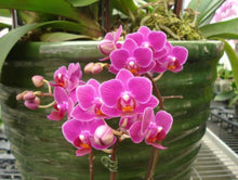 Load image into Gallery viewer, Flask - Phalaenopsis Sogo Yenlin &#39;Coffee&#39;

