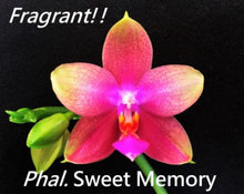 Load image into Gallery viewer, Flask - Phalaenopsis Sweet Memory
