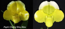 Load image into Gallery viewer, Flask - Paphiopedilum  Paph. Chang Shiu Alex x sib - Slipper Orchid
