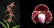 Load image into Gallery viewer, Flask - Paphiopedilum  Paph. Lady Rothschild x godefroyae - Slipper Orchid
