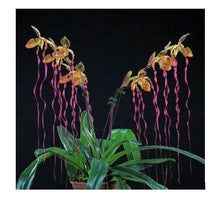 Load image into Gallery viewer, Flask - Paphiopedilum Paph. Michael Koopowitz x sib - Slipper Orchid
