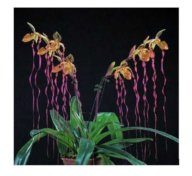 Flask - Paphiopedilum Paph. Michael Koopowitz x sib - Slipper Orchid
