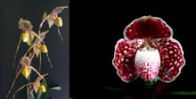 Load image into Gallery viewer, Flask - Paphiopedilum  Paph. Saint Swithin x godefroyae - Slipper Orchid
