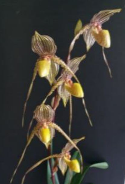 Flask - Paphiopedilum  Paph. Saint Swithin x sib - Slipper Orchid