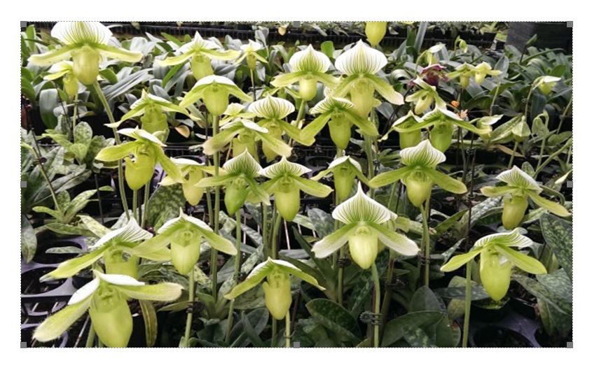 Flask - Paphiopedilum Paph.Yi-Ying Green Coral - Slipper Orchid