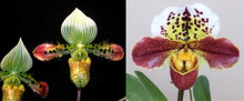 Load image into Gallery viewer, Flask - Paphiopedilum  Paph. venustum x Clear Light - Slipper Orchid
