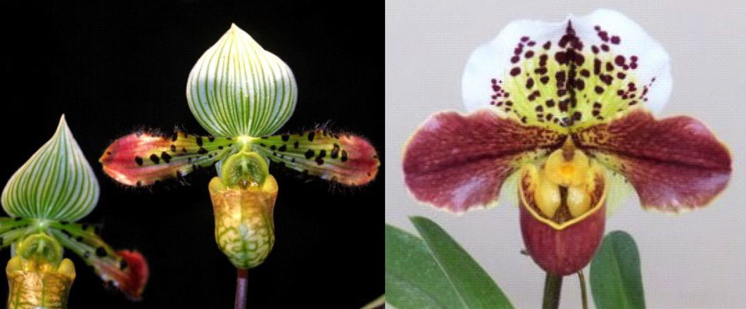 Flask - Paphiopedilum  Paph. venustum x Clear Light - Slipper Orchid