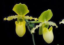 Load image into Gallery viewer, Flask - Paphiopedilum Paph. primulinum - Species - Slipper Orchid
