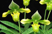 Load image into Gallery viewer, Flask - Paphiopedilum Paph. venustum v. album&#39; - Species - Slipper Orchid
