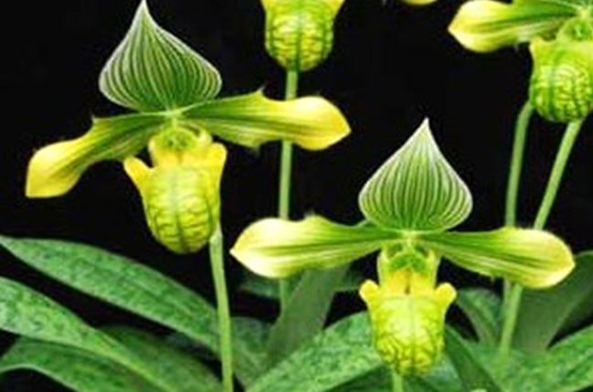 Flask - Paphiopedilum Paph. venustum v. album' - Species - Slipper Orchid