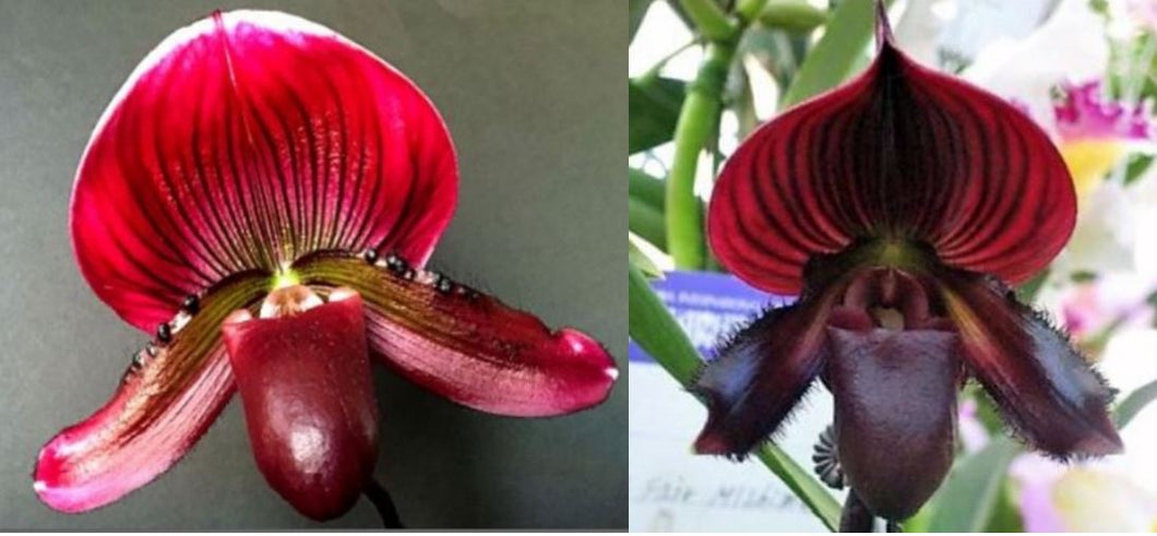 Flowering Size Orchid - Paphiopedilum Doya Atian Mirage x Red Shift