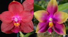 Load image into Gallery viewer, Flask - Phalaenopsis Hawaii Dragon Girl &#39;Peter#3&#39; x Zheng Min Neon
