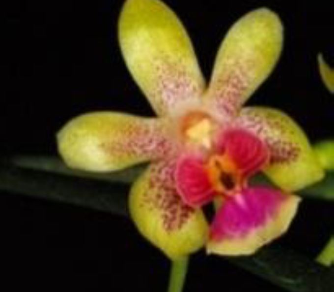 Orchid Seedling 50mm Pot Size - Phalaenopsis Kingidium deliciosum var hookerianum  - Species