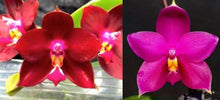 Load image into Gallery viewer, Flask - Phalaenopsis LD Bear King &#39;LD&#39; x George Vasquez &#39;Eureka&#39;
