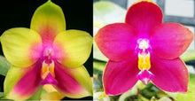 Load image into Gallery viewer, Flask - Phalaenopsis LD Bear Queen &#39;Peter&#39; x Zheng Min Neon &#39;Best&#39;
