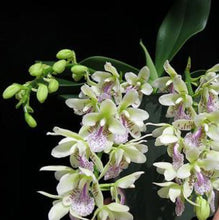 Load image into Gallery viewer, Flask - Phalaenopsis Sedirea japonica
