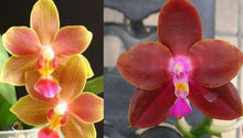 Load image into Gallery viewer, Flask - Phalaenopsis Tzu Chiang Balm &#39;C#1&#39; x Yaphon Badperson &#39;Peter#2&#39;
