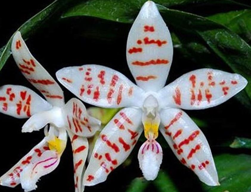Flask - Phalaenopsis Zebrina 'palawan' x self - Species