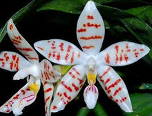 Load image into Gallery viewer, Orchid Seedling 50mm Pot Size - Phalaenopsis sumatrana &#39;Palawan&#39; x zebrina &#39;Palawan&#39; - Species
