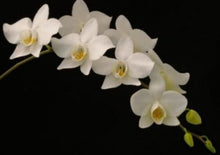 Load image into Gallery viewer, Flask - Phalaenopsis aphrodite x sib - Species
