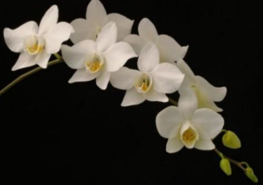 Flask - Phalaenopsis aphrodite x sib - Species