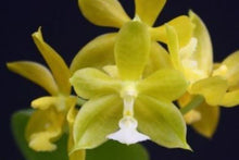 Load image into Gallery viewer, Flask - Phalaenopsis mannii var green x self - Species
