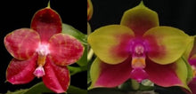 Load image into Gallery viewer, Flask - Phalaenopsis Pylo&#39;s Novelty (Mituo King Bellina #1 x Brother Ambo Passion &#39;OK&#39;)
