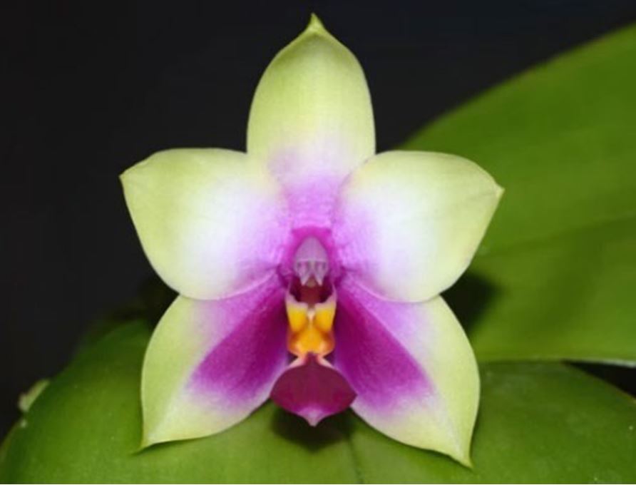 Flask - Phalaenopsis bellina - Species