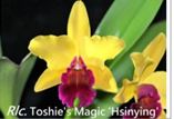 Load image into Gallery viewer, Flask - Cattleya Rlc Toshie&#39;s Magic &#39;Hsinying&#39; (Rlc Toshie Aoki x Tokyo Magic)
