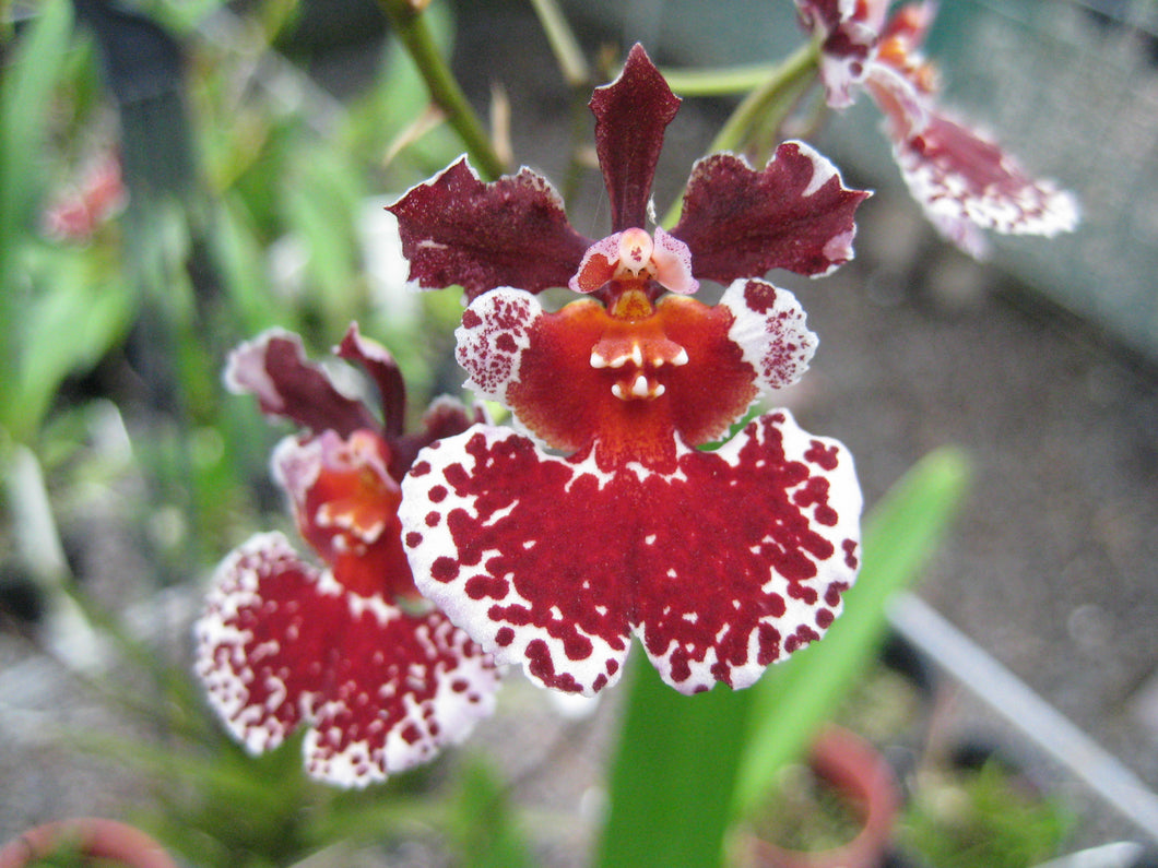 Orchid Seedling 50mm Pot size - Oncidium Tolumnia Swan's Whisper x Capalaba Dream 'Red Delight'