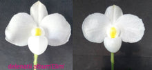 Load image into Gallery viewer, Flask - Paphiopedilum Paph. delenatii alba - Slipper Orchid species
