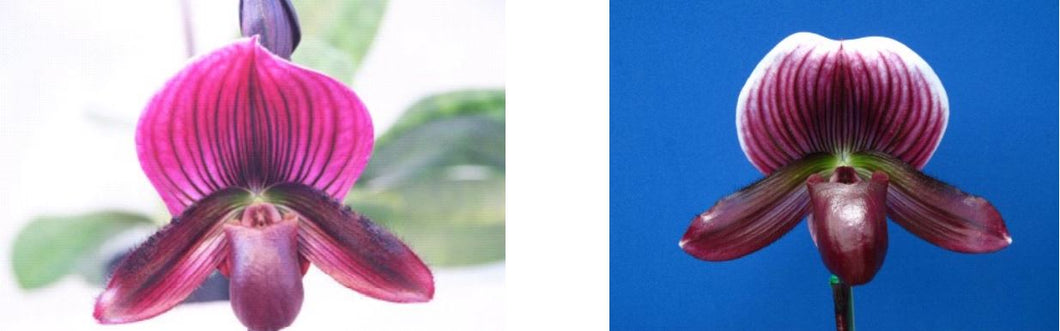 Flowering Size Orchid - Paphiopedilum Doya Heart