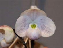 Load image into Gallery viewer, Flask - Paphiopedilum Paph. thaianum  x sib  - Slipper Orchid species
