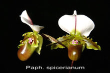 Load image into Gallery viewer, Flask - Paphiopedilum Paph. spicerianum  - Slipper Orchid species
