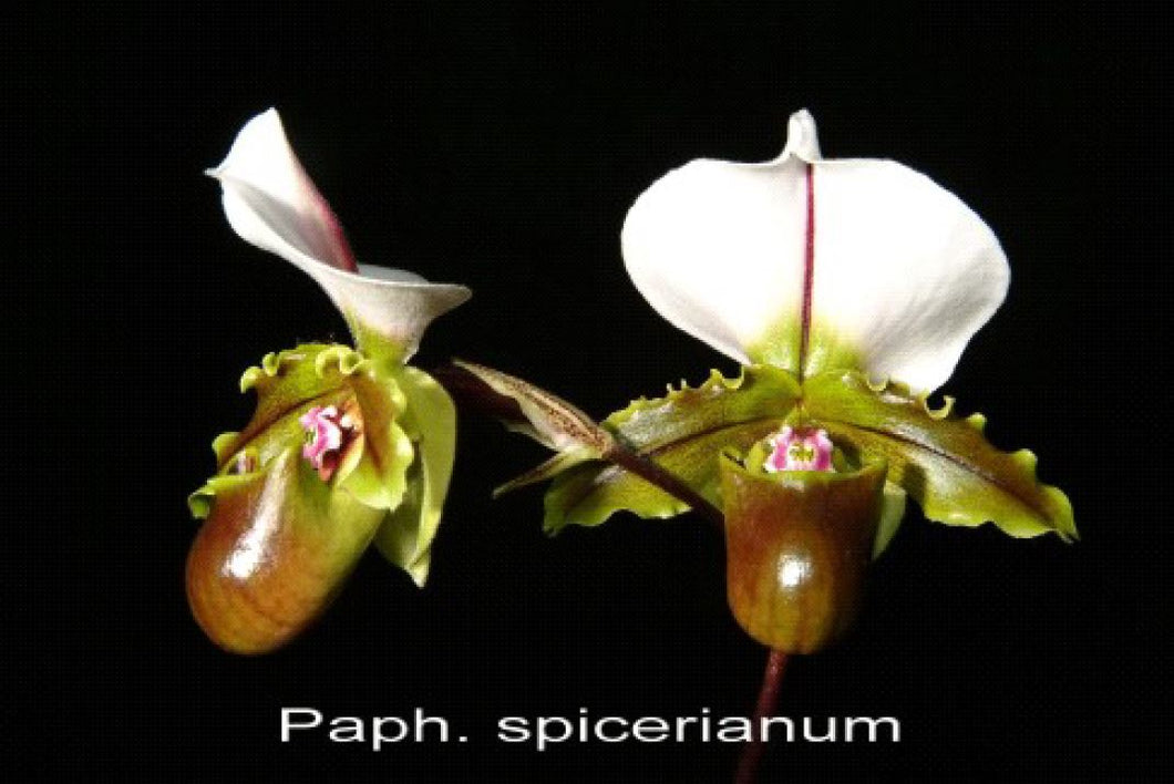 Flask - Paphiopedilum Paph. spicerianum  - Slipper Orchid species