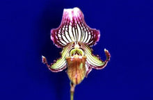 Load image into Gallery viewer, Flask - Paphiopedilum Paph. fairrieanum  x sib - Slipper Orchid species
