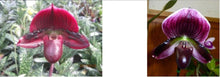 Load image into Gallery viewer, Flowering Size Orchid - Paphiopedilum Hsinying Yahoo x Hsinying Leopard
