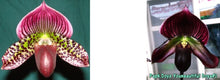 Load image into Gallery viewer, Flowering Size Orchid - Paphiopedilum Hsinying Leopard x Doya Youbeautiful
