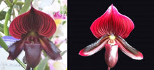 Load image into Gallery viewer, Flask - Paphiopedilum  Paph. (Red Shift x Impulse) - Slipper Orchid
