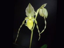 Load image into Gallery viewer, Flask - Paphiopedilum Paph. philippinense fma album &#39;Charming&#39;  x sib &#39;In-Charm&#39; - Slipper Orchid species
