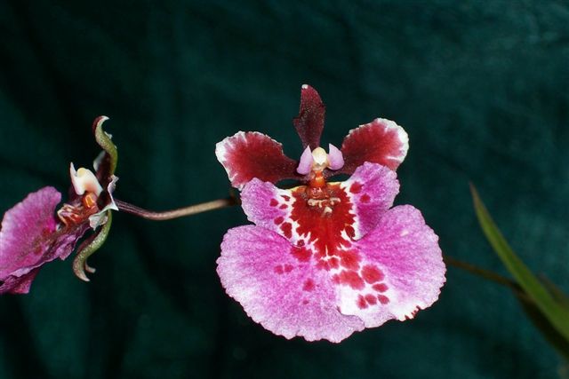 Orchid Seedling 50mm Pot size - Oncidium Tolumnia Asternova Sunspot x Willowbank Strawberry 'Daphne'